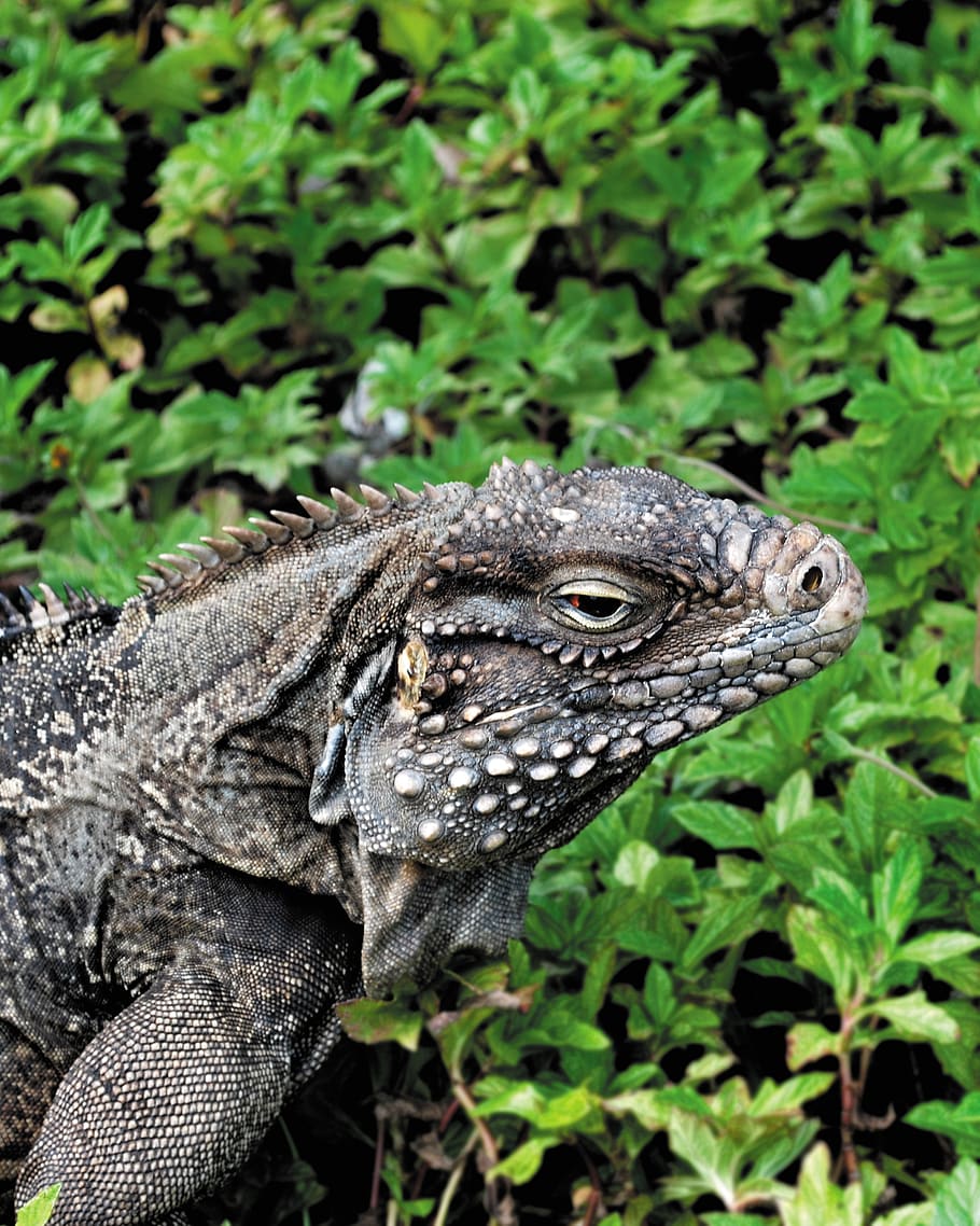 iguana, lizard, dragon, reptile, creature, animal, animal themes HD wallpaper