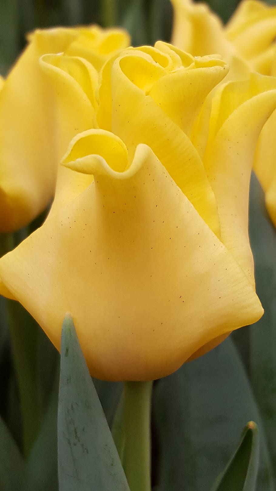 yellow, flower, tulip, growth, close-up, plant, freshness, flowering plant HD wallpaper