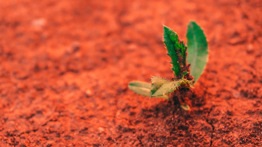green leafed plant, growth, no people, green color, nature, plant part HD wallpaper