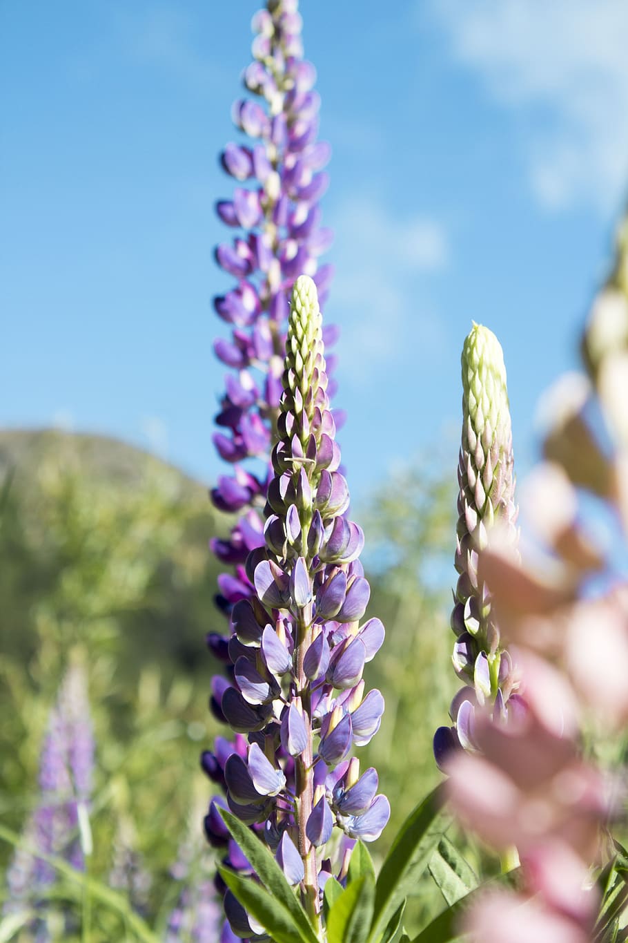 lavender flower, plant, lupin, blossom, purple, petal, outdoors HD wallpaper