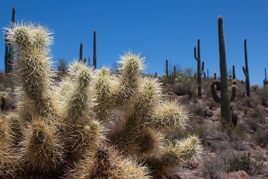 cactus, needles, desert, arizona, succulent plant, nature, sky HD wallpaper