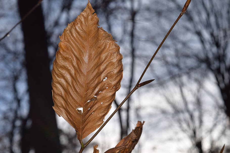 leaf, autumn, brown, trees, fall, season, light, bright, nature HD wallpaper
