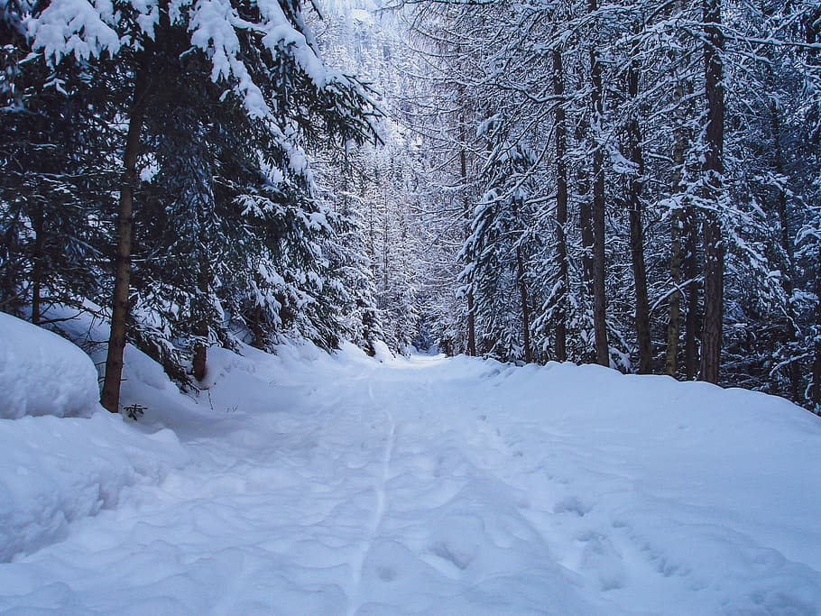 walking path, snow, trees, winter, nature, forest, landscape HD wallpaper