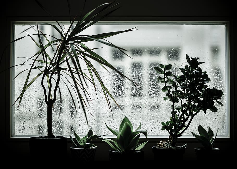 green indoor plants beside window during daytime, tree, water