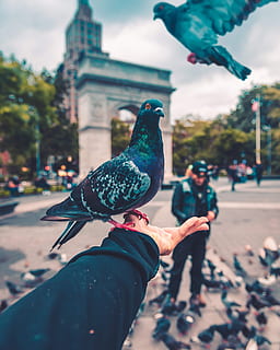 pigeon bird standing on person's hand, flight, fly, outdoors HD wallpaper