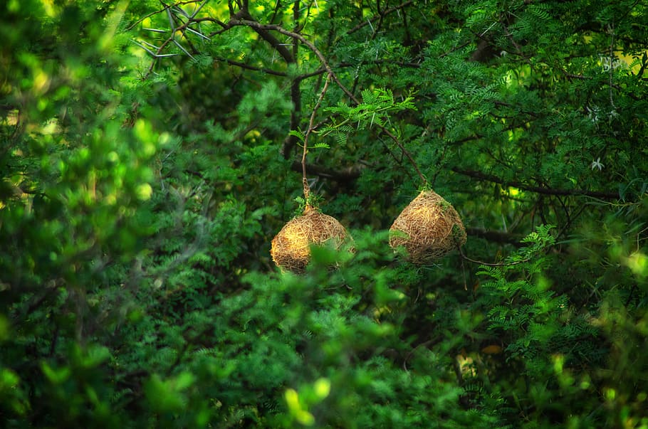 trees, green, weaver, nest, wildlife, nature, environment, leaves HD wallpaper