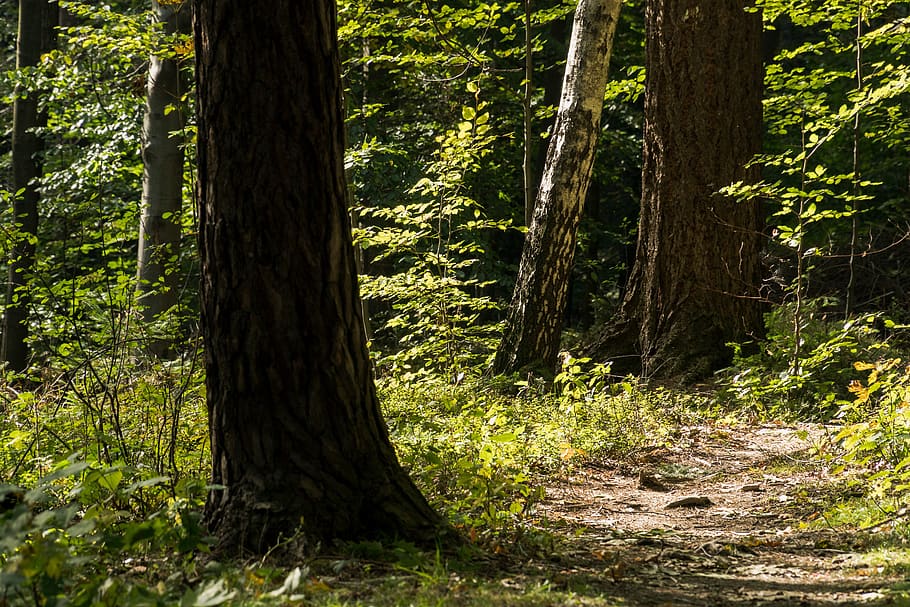 forest, tree, autumn, foliage, nature, landscape, plant, tree trunk HD wallpaper