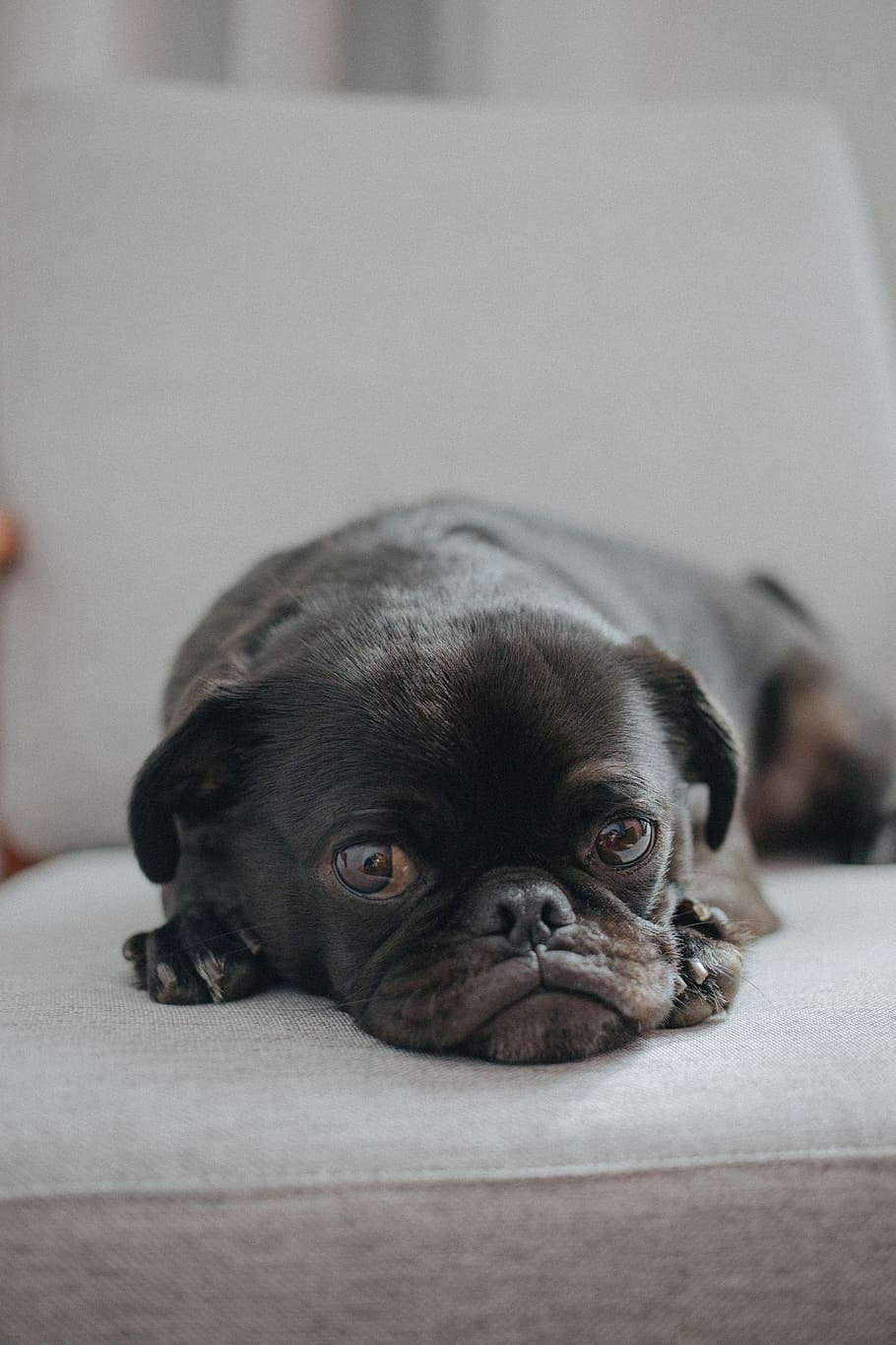 short-coated black puppy, dog, seat, rest, face, pug, canine HD wallpaper
