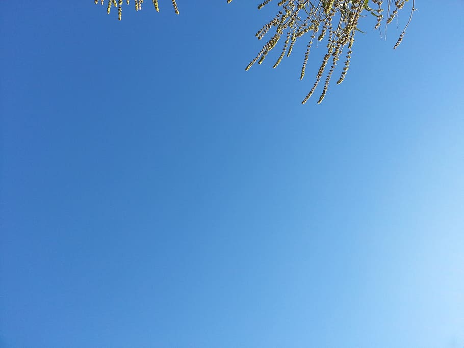 branch, cloud, plant, sky, sunlight, flower, line, blue, atmosphere of earth HD wallpaper