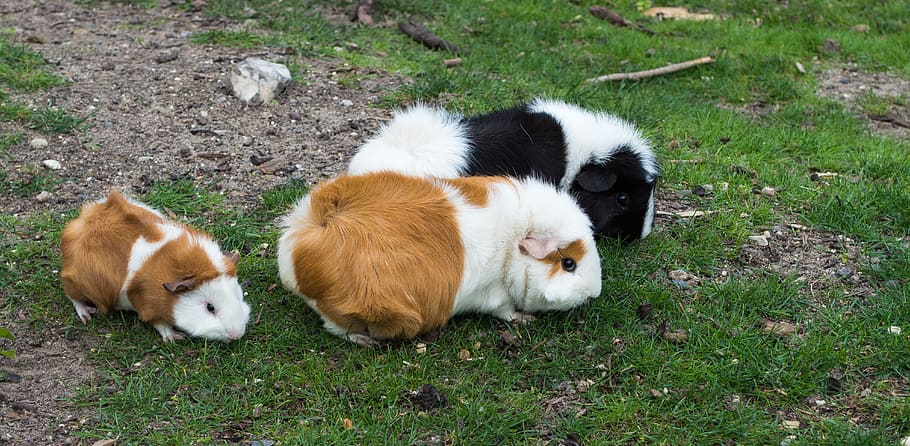 three guinea pigs on grass field, pets, domestic, mammal, domestic animals HD wallpaper