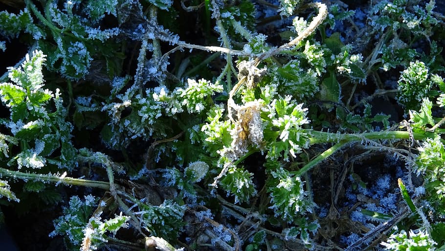 frost, grass, winter, plant, growth, nature, beauty in nature HD wallpaper