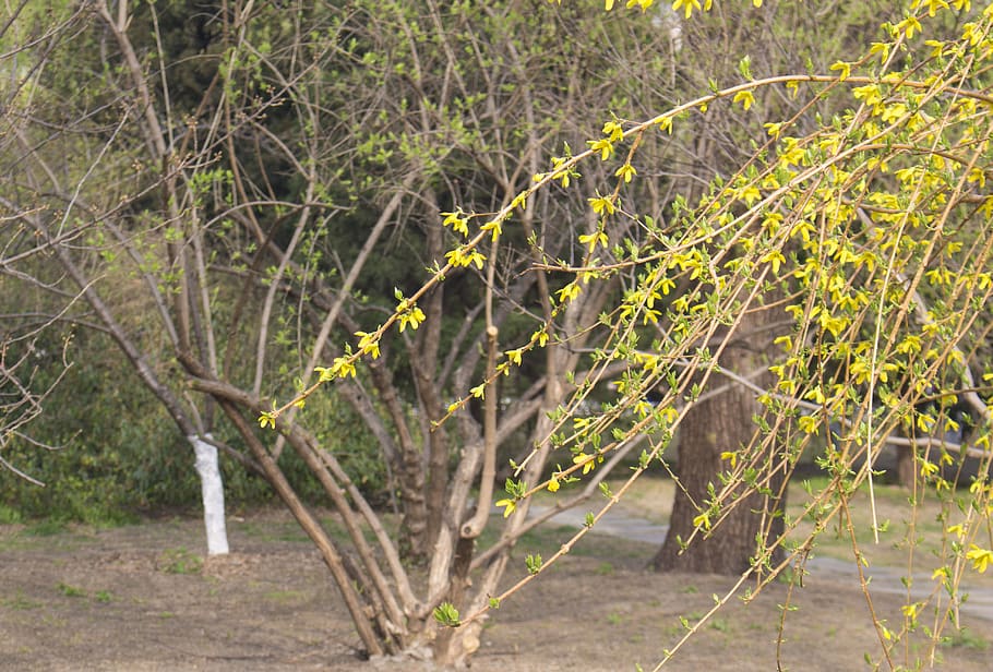 flower, spring, plant, tree, no people, nature, growth, day HD wallpaper