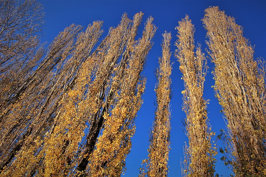 trees, sun, blue, sky, fall, autumn, plant, beauty in nature HD wallpaper