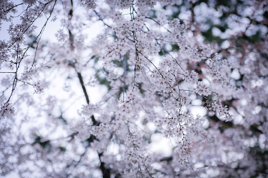 japan, hamamatsu, flowerhead, blossom, sakura, zen, magichour, HD wallpaper