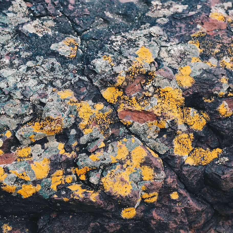 lichen, nature, beach, rocks, yellow, pattern, grey, mottled HD wallpaper