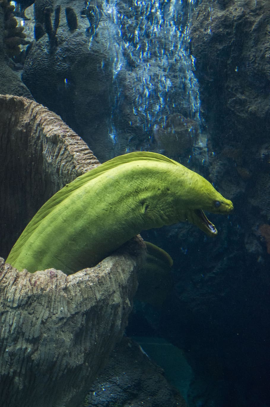 HD wallpaper: florida, united states, under the sea, eel, green