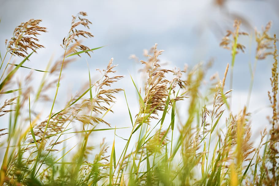 brown wheats, grass, flora, plant, reed, grain, produce, food HD wallpaper