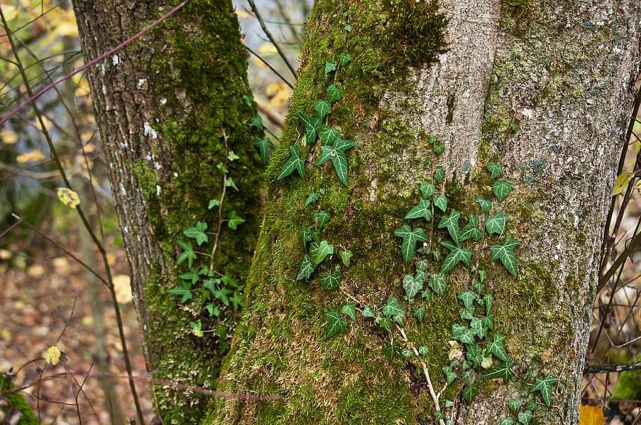 log, moss, tree, autumn, green, wood, tribe, structure, bark, HD wallpaper