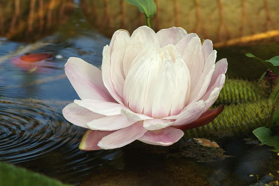 water lily, lotus, lotus blossom, flower, nymphaea, nuphar lutea, HD wallpaper
