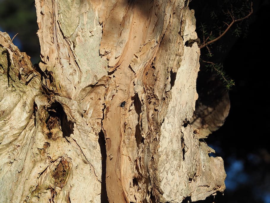 trees, paperbark, australia, fly, trunk, tree trunk, textured HD wallpaper