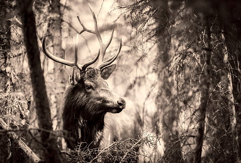 HD wallpaper: Sepia Photography of Buck, animal, black-and-white, country,  deer | Wallpaper Flare