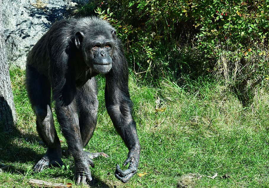 chimpanzee, monkey, animal world, ape, mammal, zoo, nature HD wallpaper