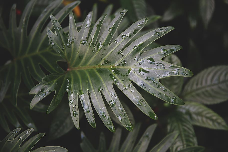 selective focus photography of dew drops on green plants, leaf, HD wallpaper