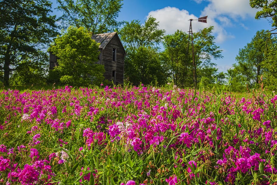 windvane on garden, flower, interlochen, united states, architecture HD wallpaper