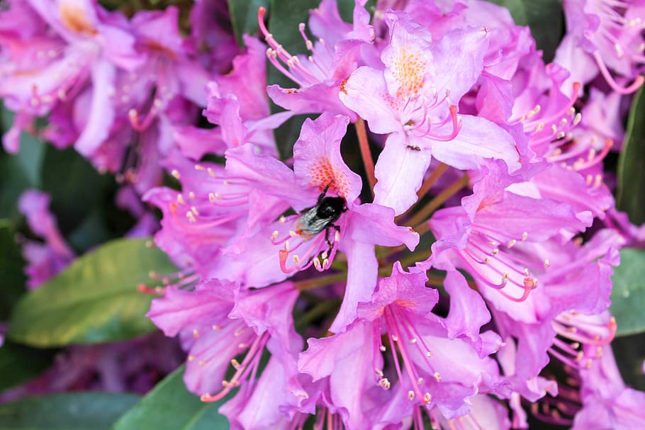 pink, bee, plants, flowers, summer, flowering plant, fragility HD wallpaper