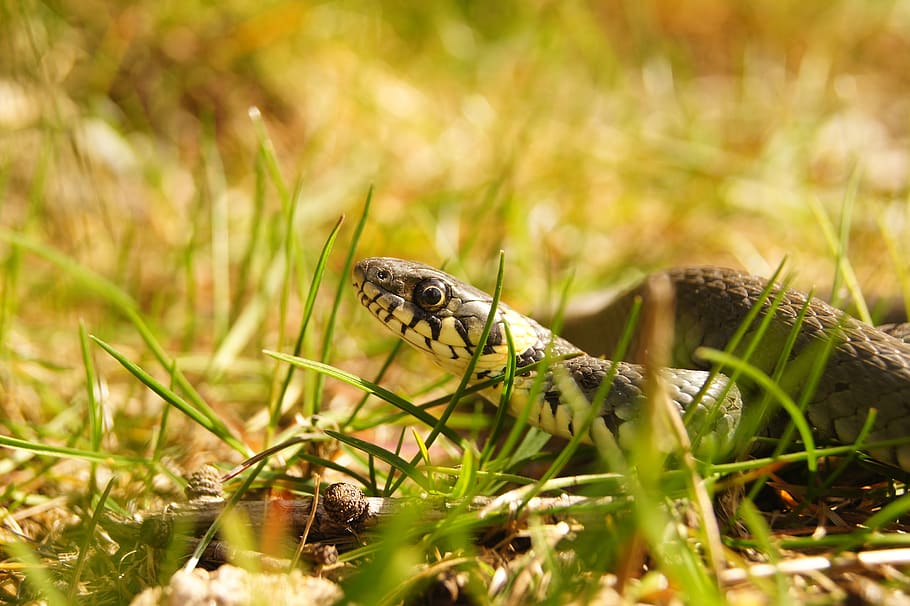 snake, grass snake, gad, protected, animals, nature, scales HD wallpaper