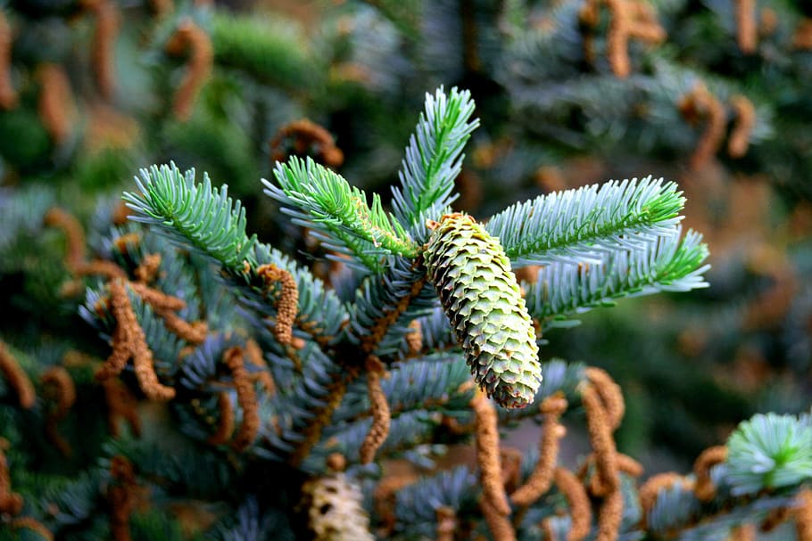 spruce, tap, fich, tree, conifer, pine cones, autumn, evergreen HD wallpaper