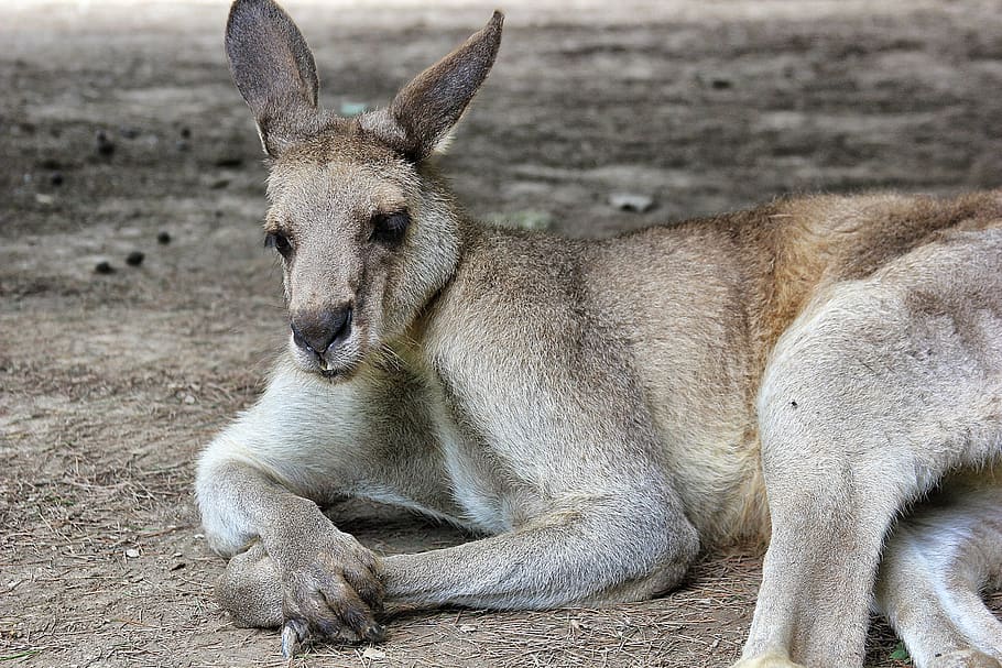 gray rabbit, animal, mammal, wallaby, kangaroo, wildlife, lion HD wallpaper
