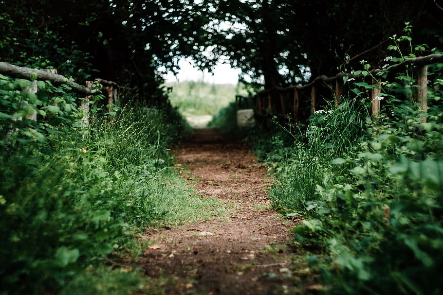 empty pathway in between grass, plant, tree, selective focus HD wallpaper