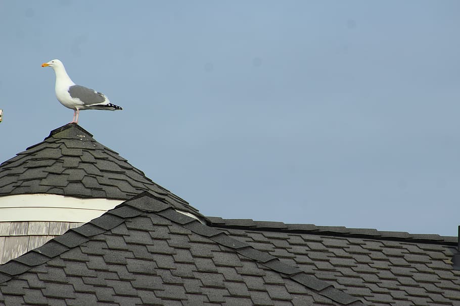 seagull on roof, bird, vertebrate, animal wildlife, animal themes HD wallpaper