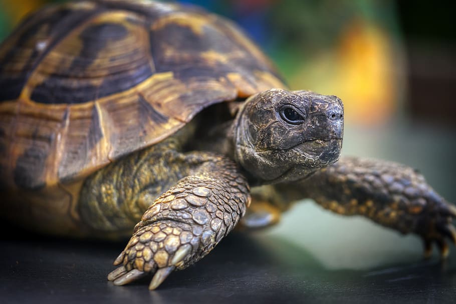 turtle, armored, reptile, tortoise shell, slowly, animal, head HD wallpaper