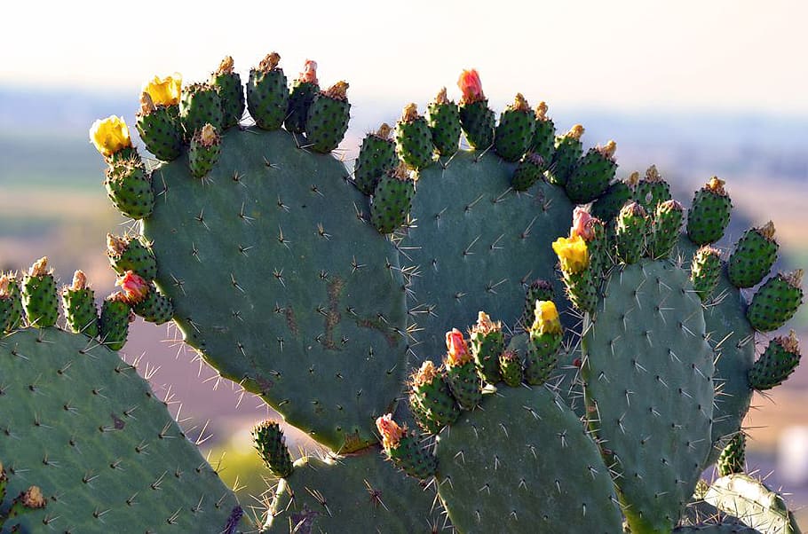 cactus, spine, sharp, prickly, succulent, desert, flora, nature HD wallpaper