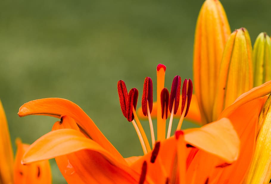 spring, fresh, flower, nature, fragrance, garden, blooming HD wallpaper