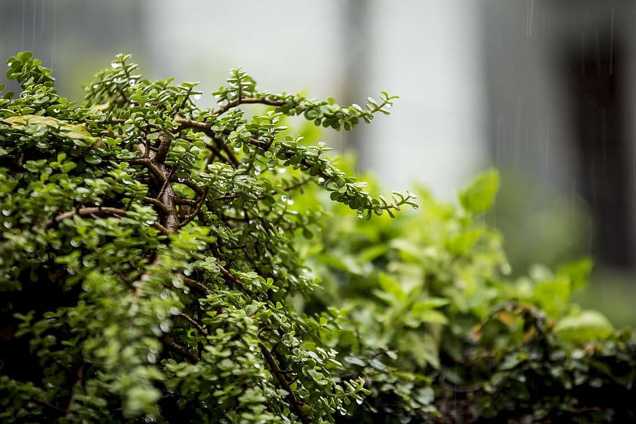 Close Up Photo of Green Grass, blurred background, close-up, colors HD wallpaper