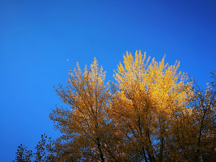brown leafed tree, plant, abies, fir, conifer, 5 beijing rd, china HD wallpaper