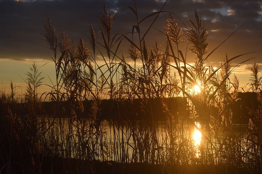 lake, nature, landscape, sunset, sky, water, tranquility, plant HD wallpaper