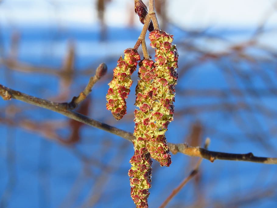 earrings, alder, macro, spring, flora, close-up, focus on foreground HD wallpaper