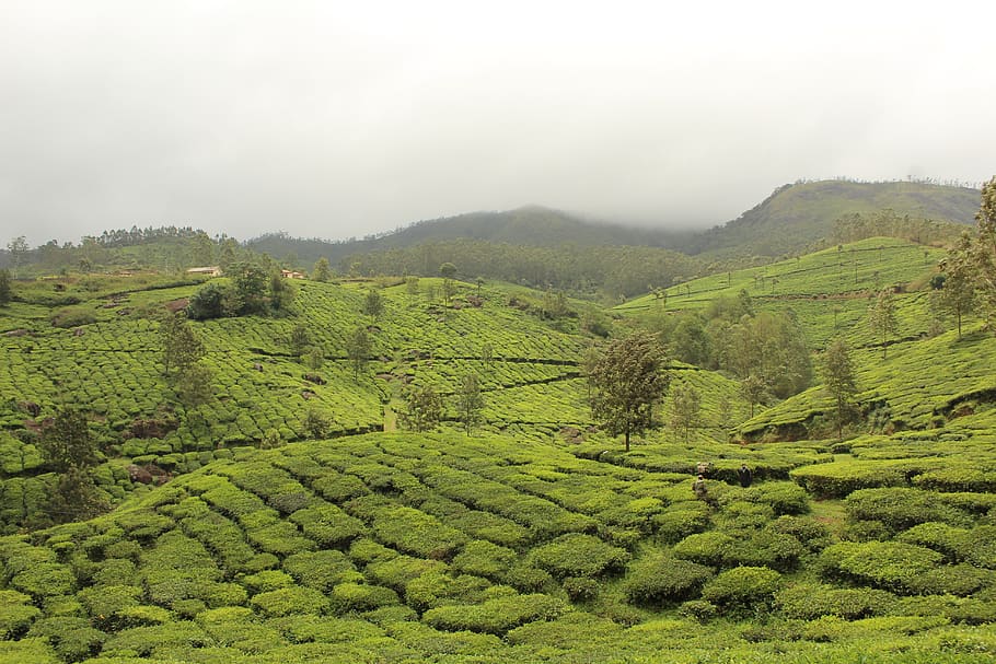 india, munnar, scenics - nature, green color, tranquil scene HD wallpaper