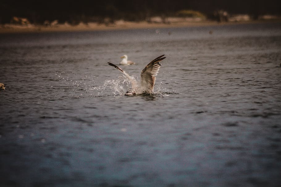 white eagle dives on water, bird, animal, flying, waterfowl, nature HD wallpaper