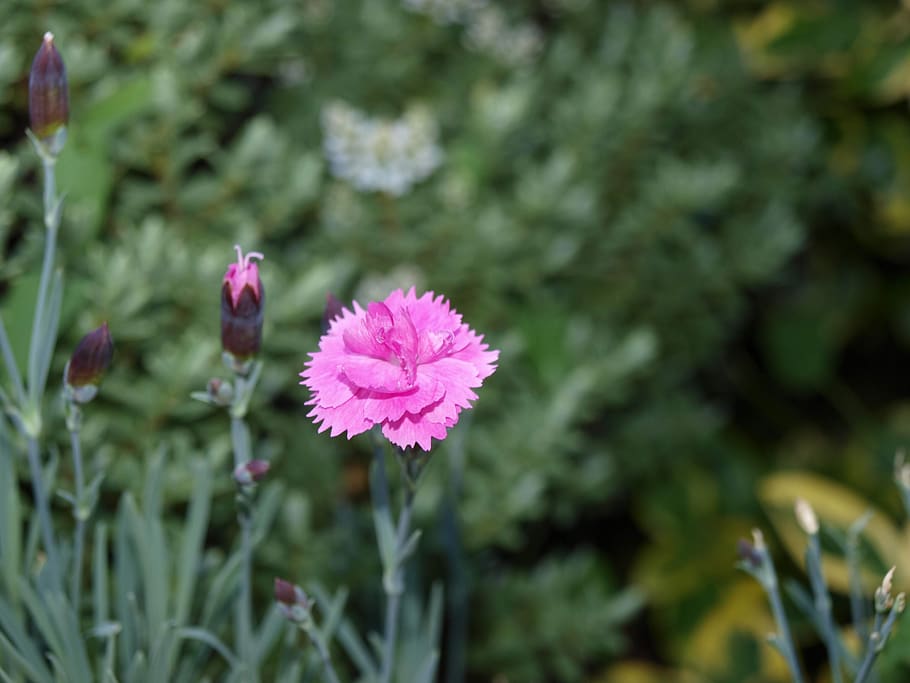flower, rose, blossom, bloom, plant, fragrance, garden, petal HD wallpaper