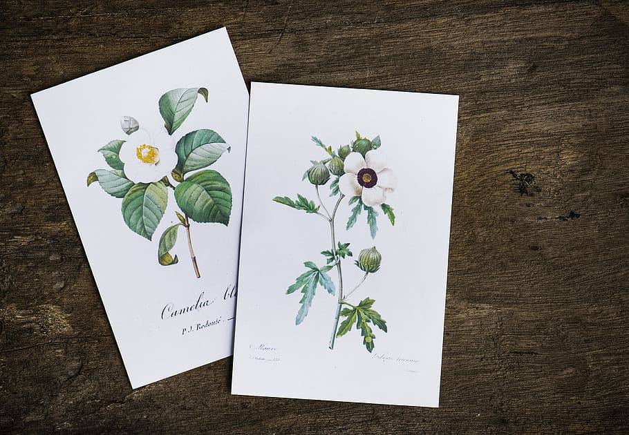 aerial, artwork, card, closeup, drawing, flat lay, flora, flowers HD wallpaper
