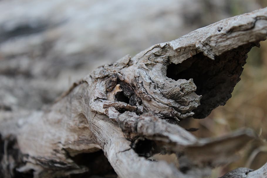 australia, melbourne, bark, treebark, log, wood, nature, natural HD wallpaper