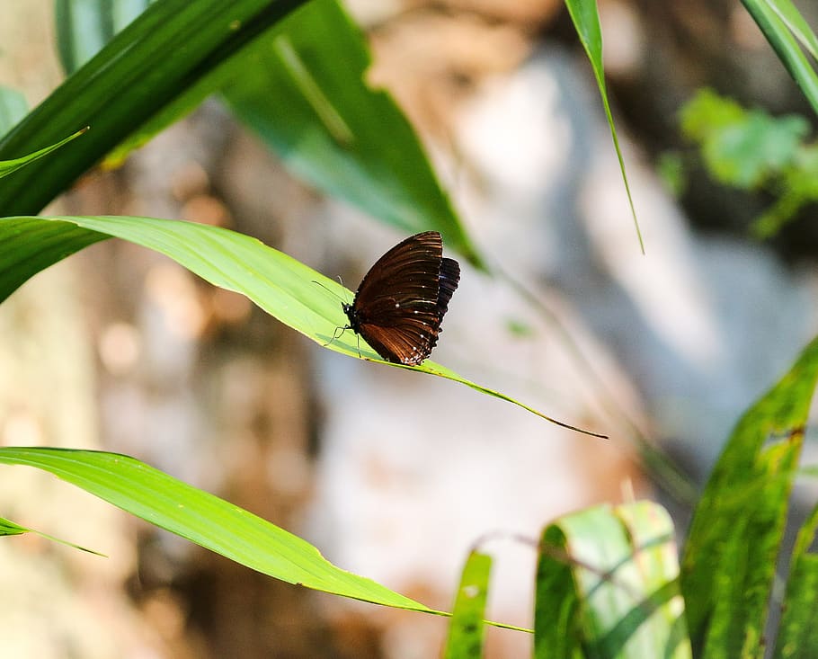 butterfly, nature, green, leaf, green leaves, butterflies, fauna HD wallpaper