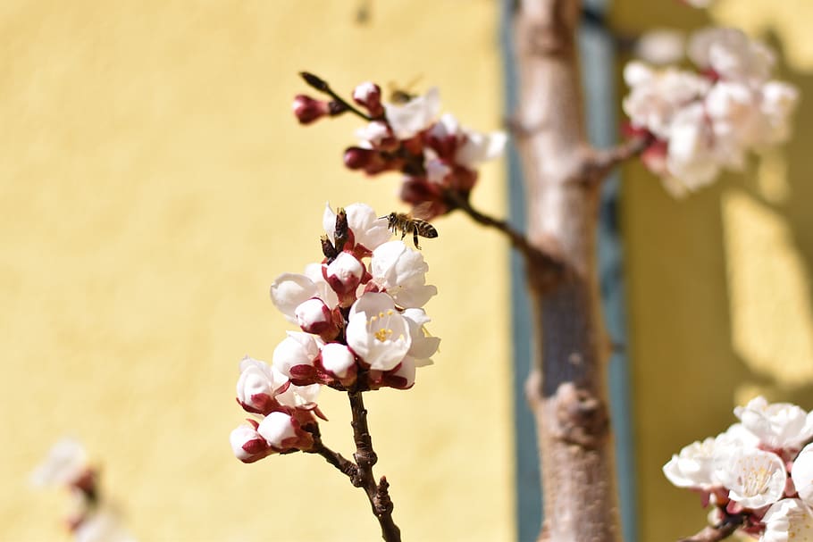 bee, blossom, bloom, apricot, pollen, nectar, nature, honey bee HD wallpaper
