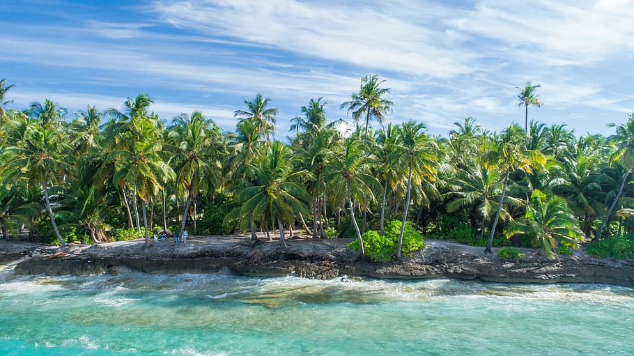 Coconut Forest Near Water, beach, blue sky, clouds, coast, coastline HD wallpaper