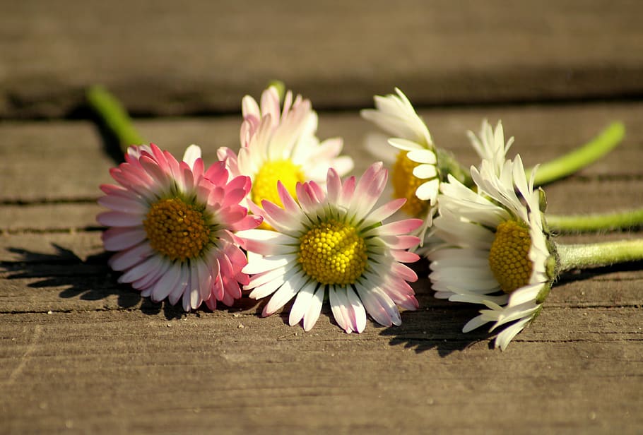 daisies, spring, flowers, nature, fresh, broken, the environment HD wallpaper